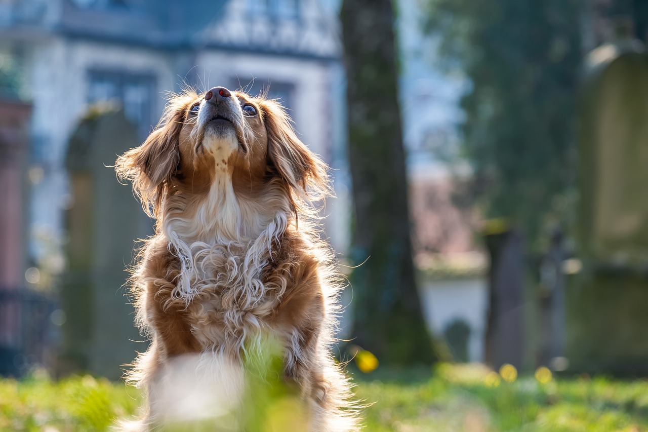 Alt om hundeallergi: Symptomer, test og behandlingsmuligheder