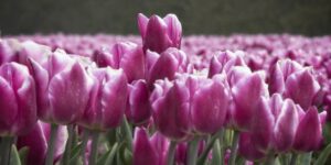 10 ideer til tulipanløg og hvordan man planter dem